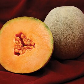 Avatar, (F1) Melon Seeds